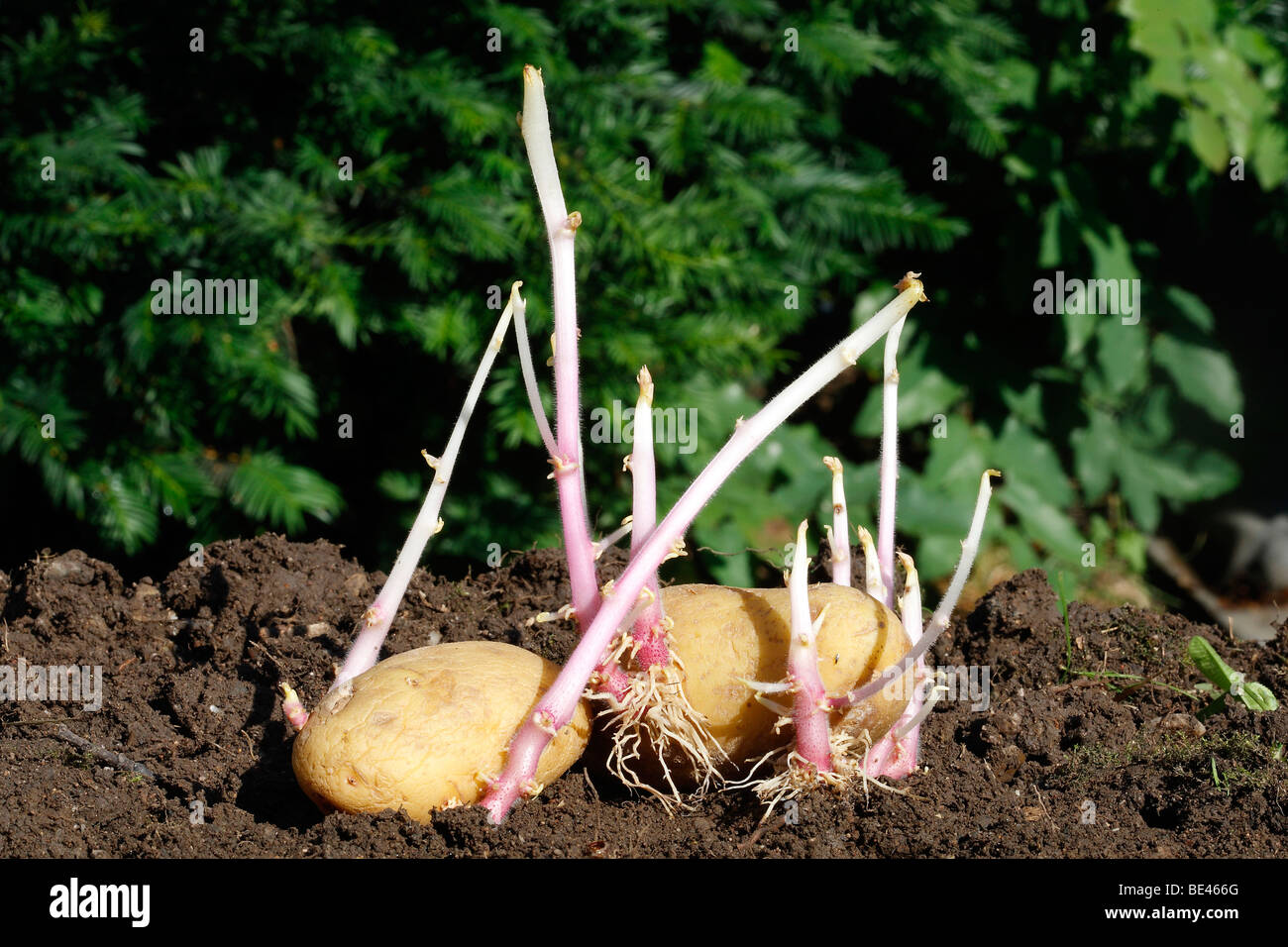 Sprouting Potatoes (Solanum tuberosum Stock Photo Alamy