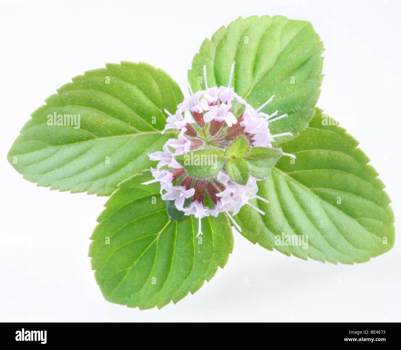Mint on a white background Stock Photo