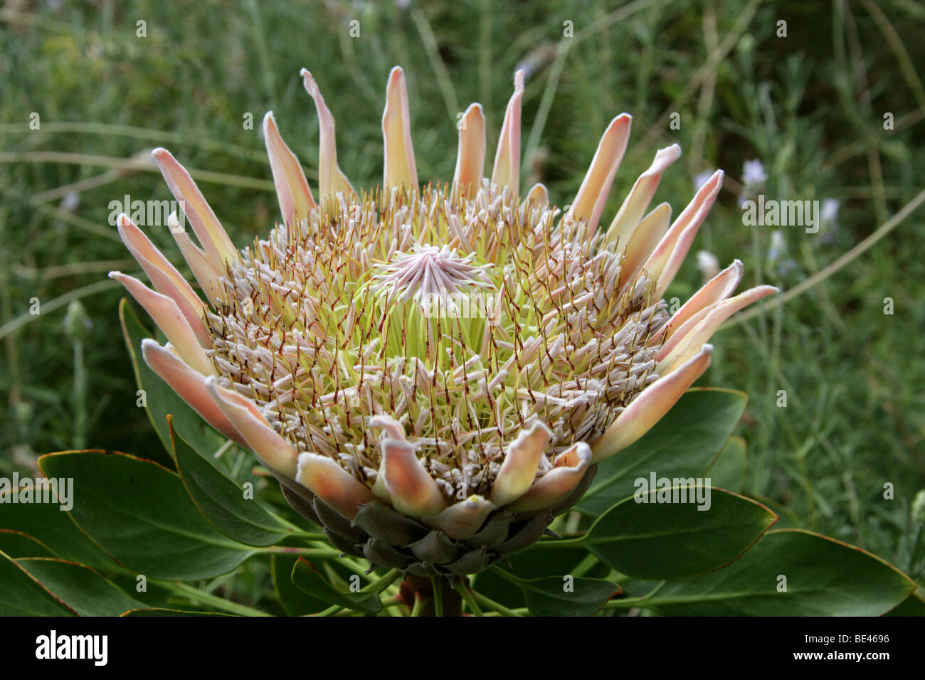 King Protea aka Giant Protea, Honeypot or King Sugar Bush, Protea cynaroides, Proteaceae, South Africa, Cape Province Stock Photo