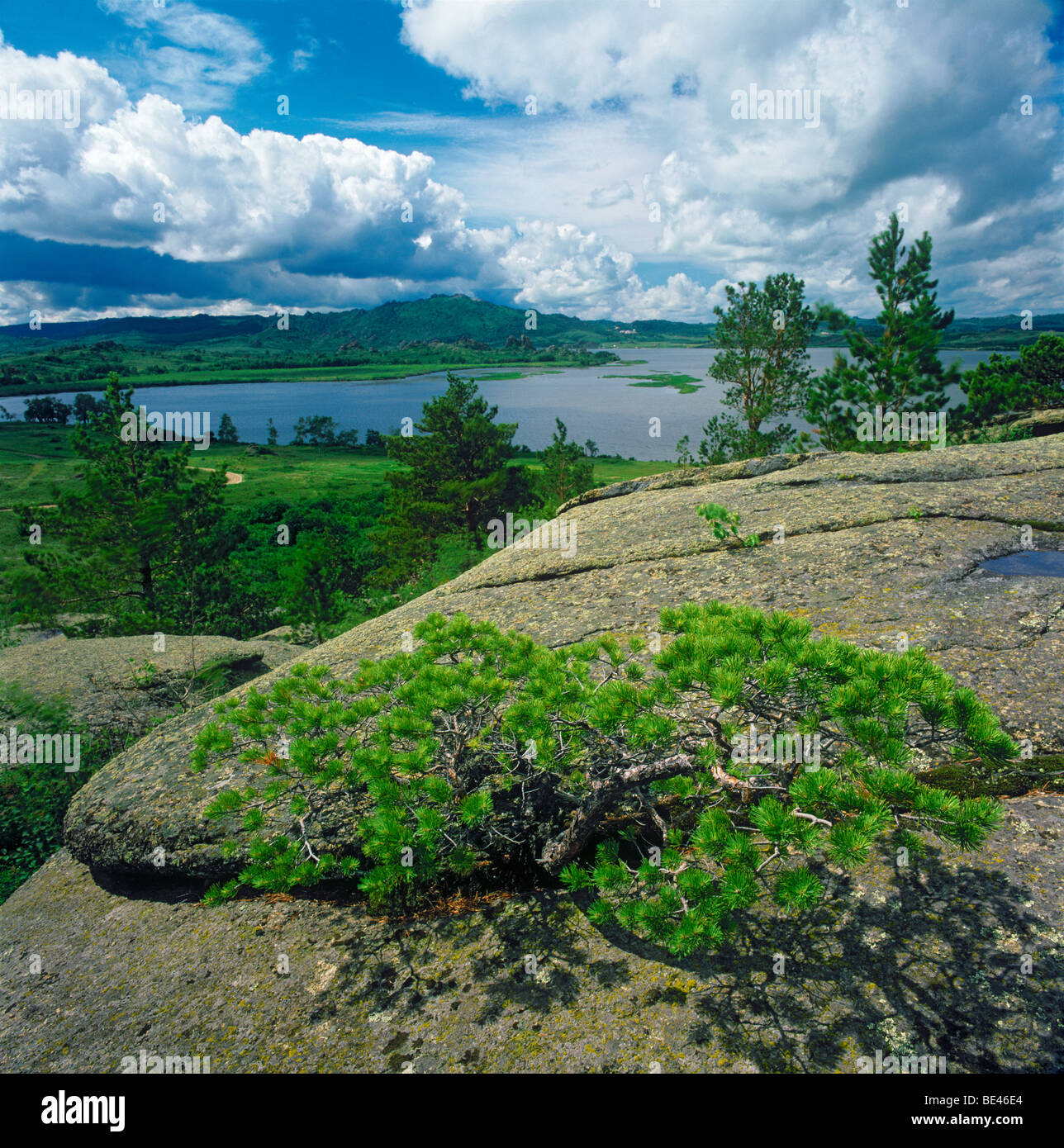 A pine tree on the rock and the Kolyvan Lake. Altai, Siberia, Russian Federation Stock Photo