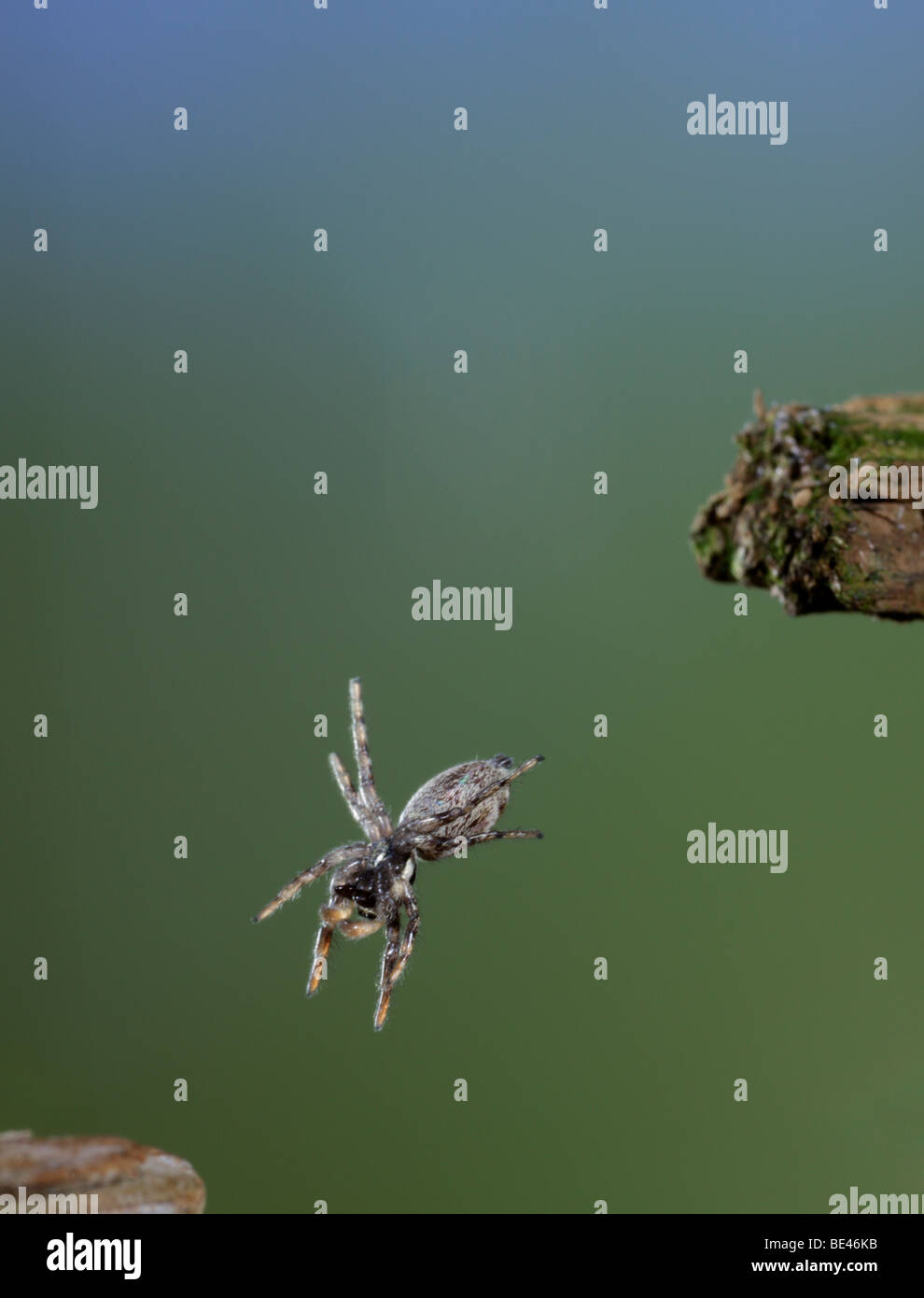 zebra jumping spider Salticus scenicus Stock Photo Alamy