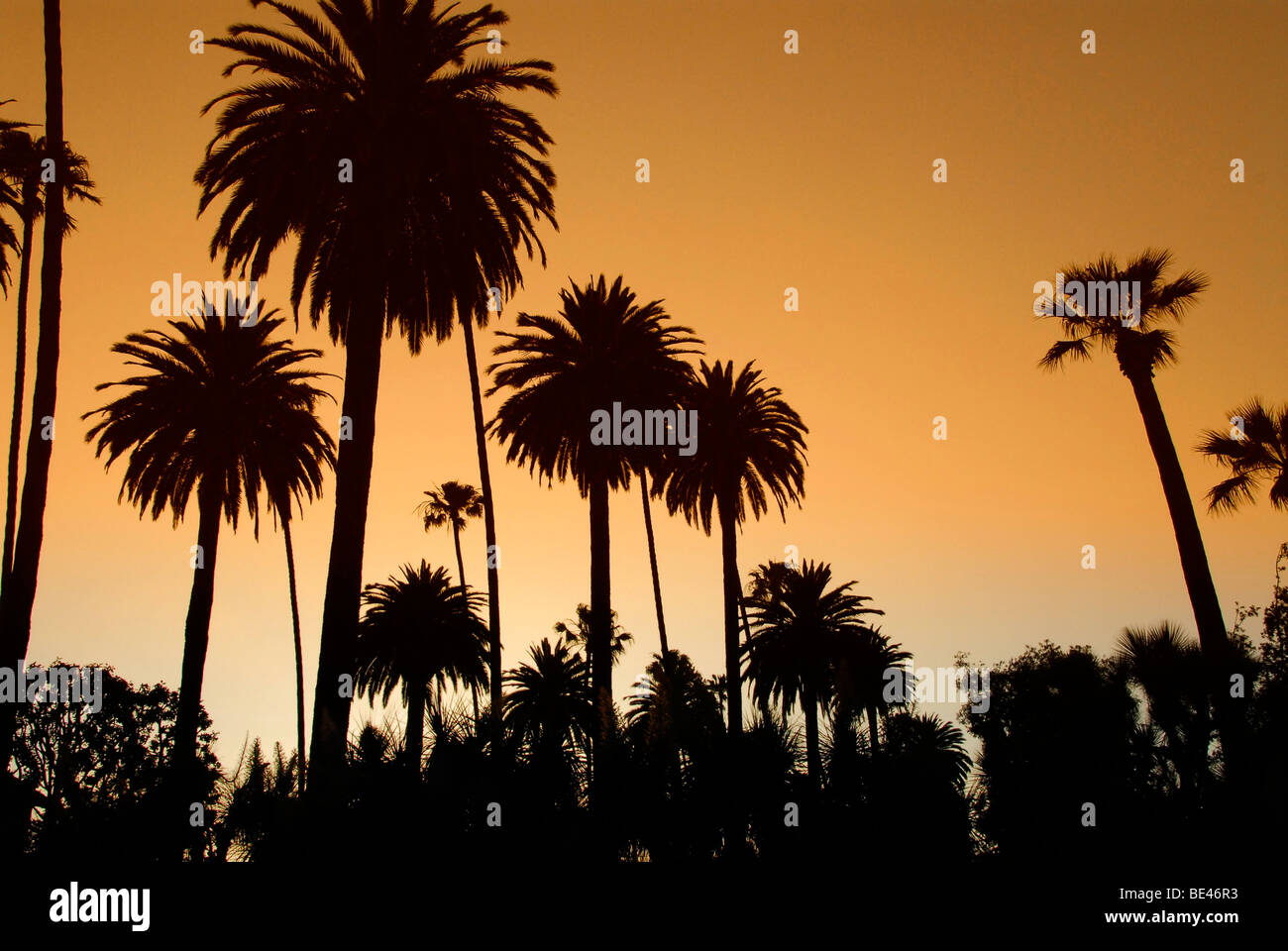 Los angeles palm trees hires stock photography and images Alamy