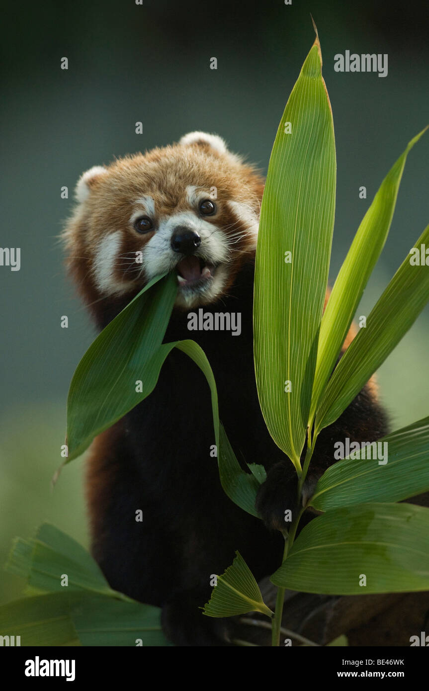 Red Panda (Ailurus fulgens), enclosure Stock Photo