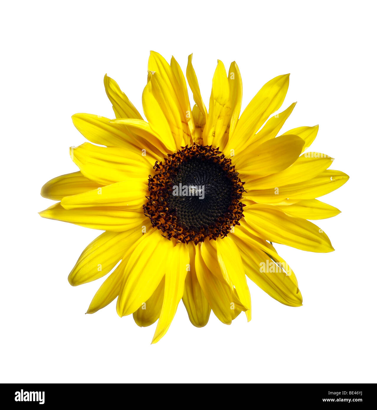 Day Dream Shorts | Wild Sunflower main image 0
