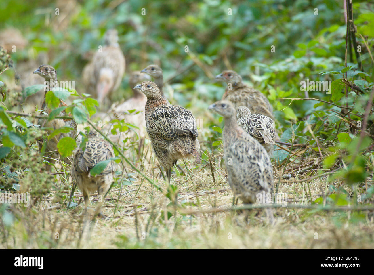 Pheasant Phasianus colchicus. 14 week old poults in release pen. Stock Photo