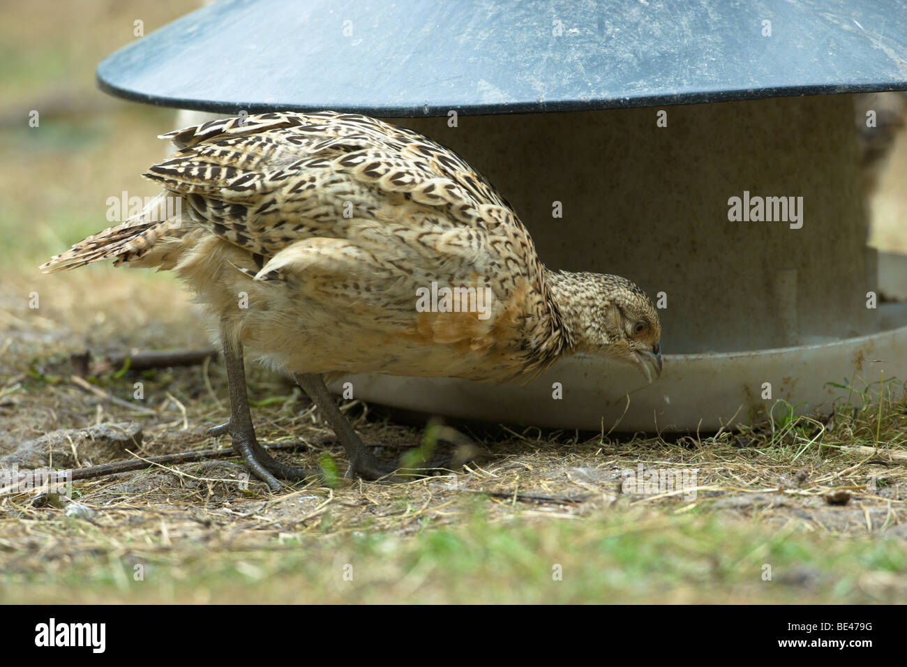 Pheasant Phasianus colchicus. 14 week old female poult at feeder hopper in release pen, UK, Summer. Stock Photo