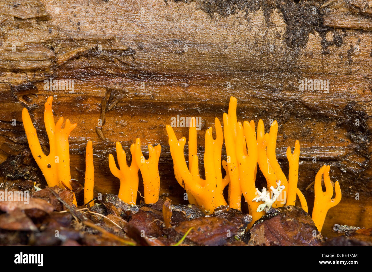 Yellow Antler, or Stagshorn, fungus, Calocera viscosa, growing from a log on woodland floor. Stock Photo