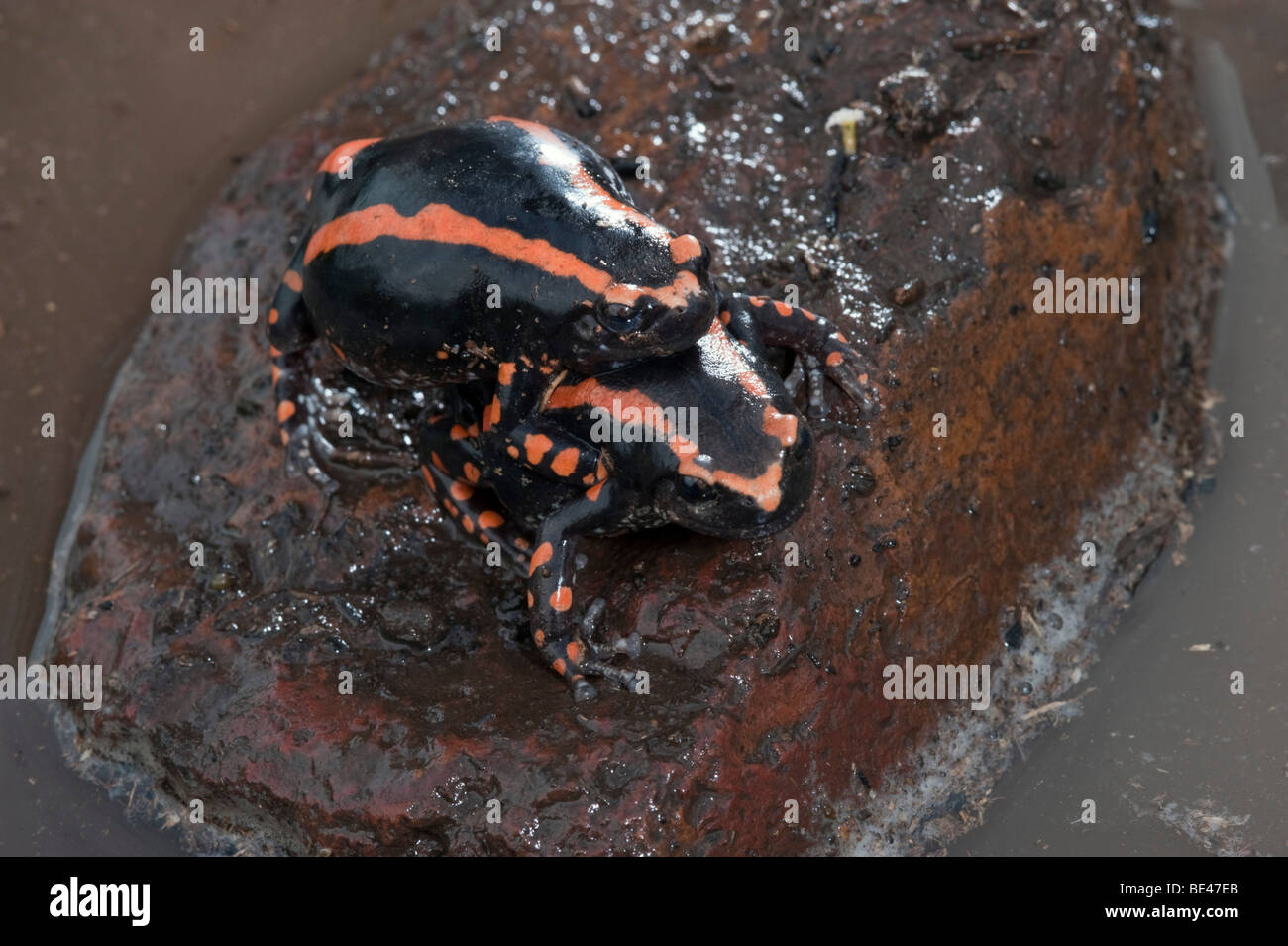 Banded rubber frog mating (Phrynomantis bifasciatus), Kruger National Park, South Africa Stock Photo