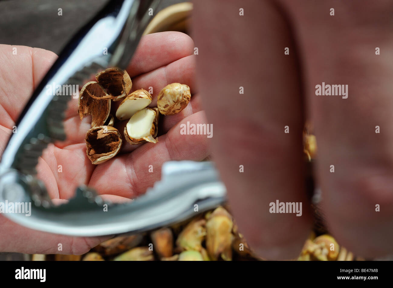 Harvesting cobnuts (cultivated hazelnuts) in Kent and Sussex, UK. Stock Photo