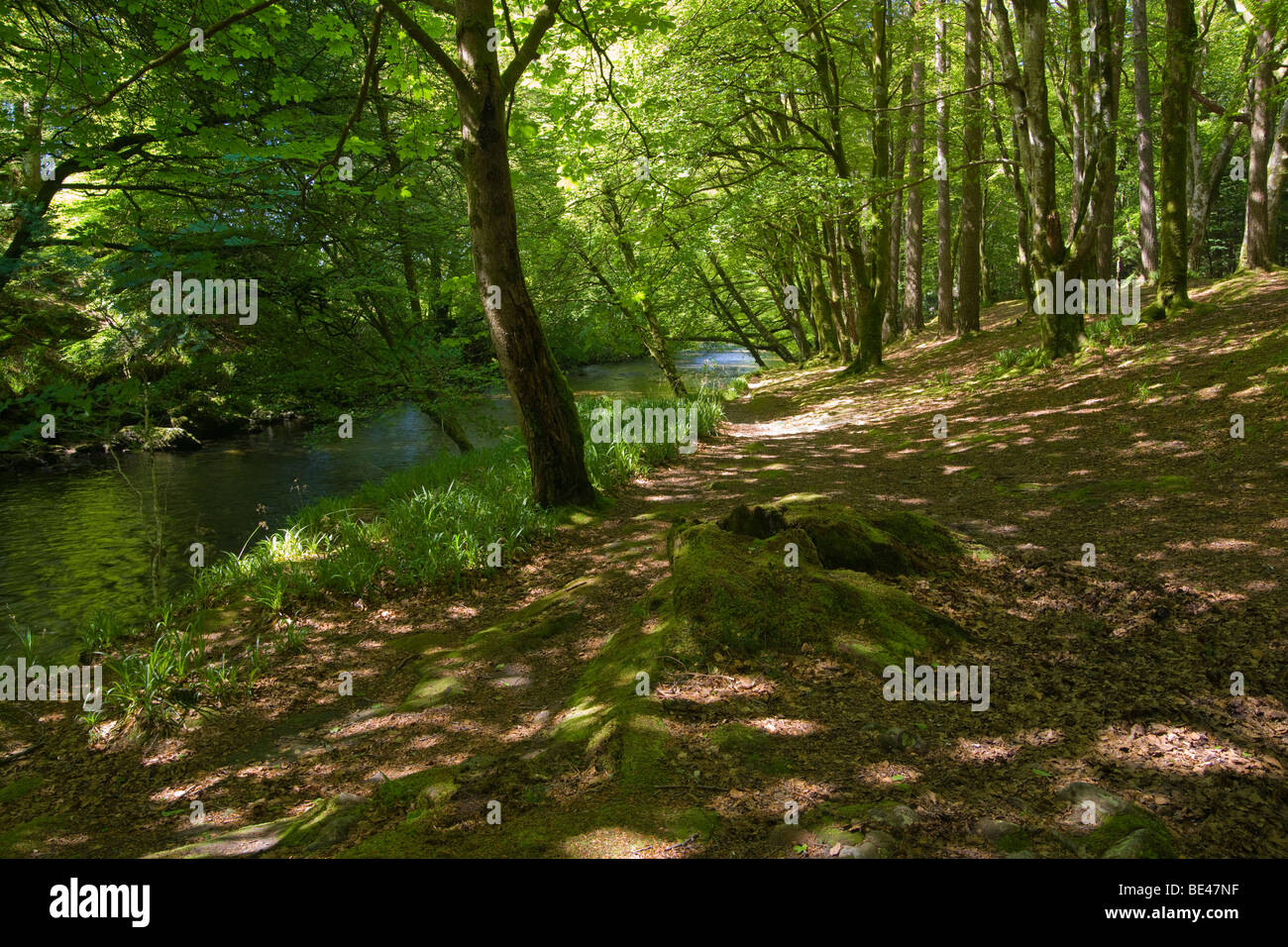 Glencoe forest, River Coe, Highland Region, Scotland. Stock Photo
