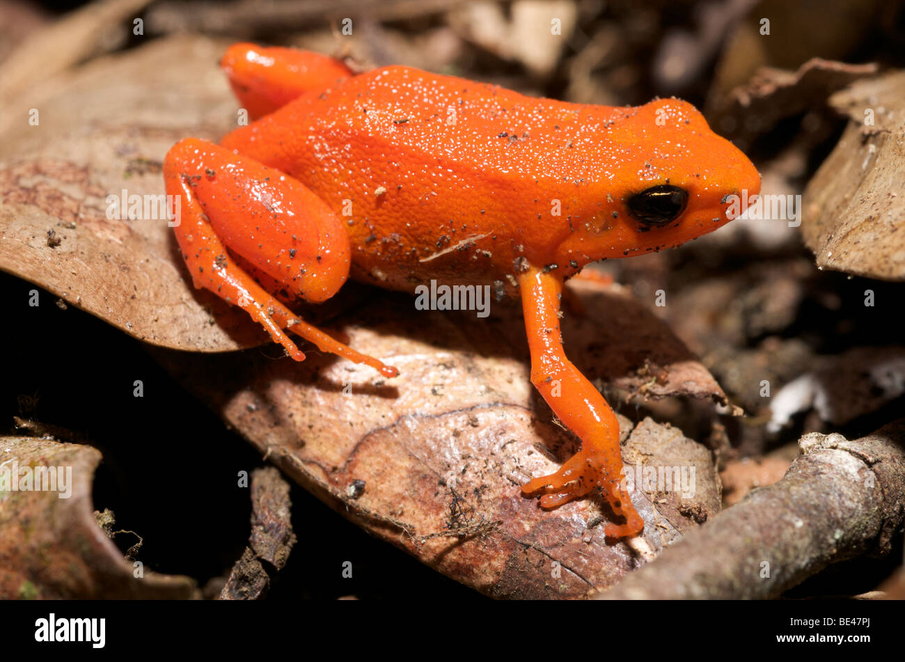 Golden mantella frog, a Critically Endangered amphibian unique to Madagascar. Stock Photo