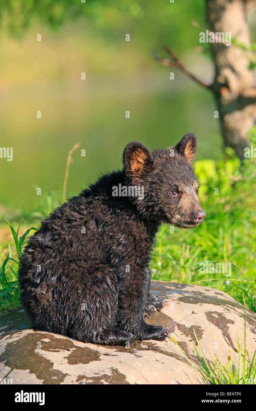 American Black Bear (Ursus americanus). Four month old cub sitting on a