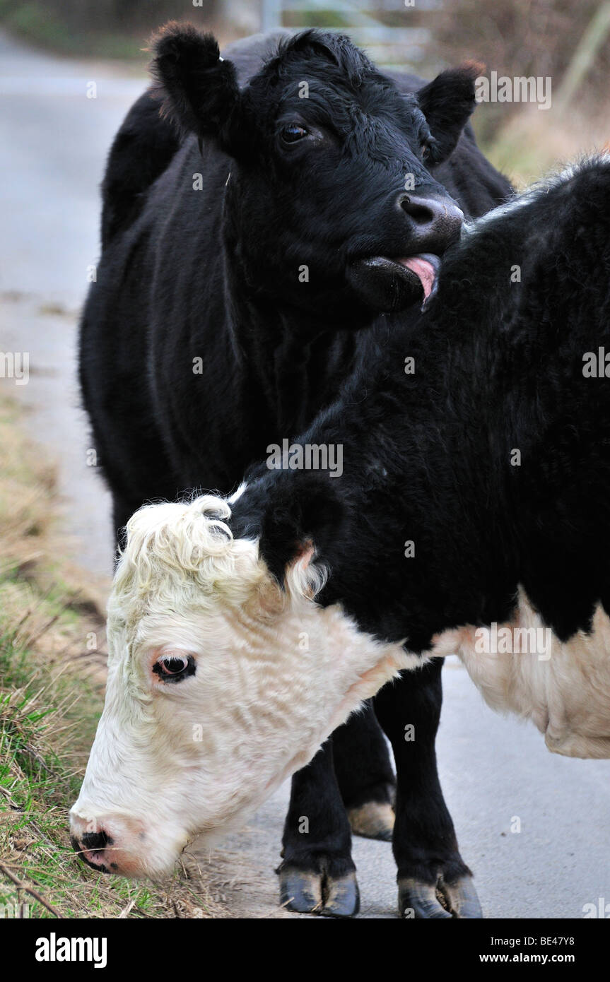 Black and white cows hi-res stock photography and images - Alamy