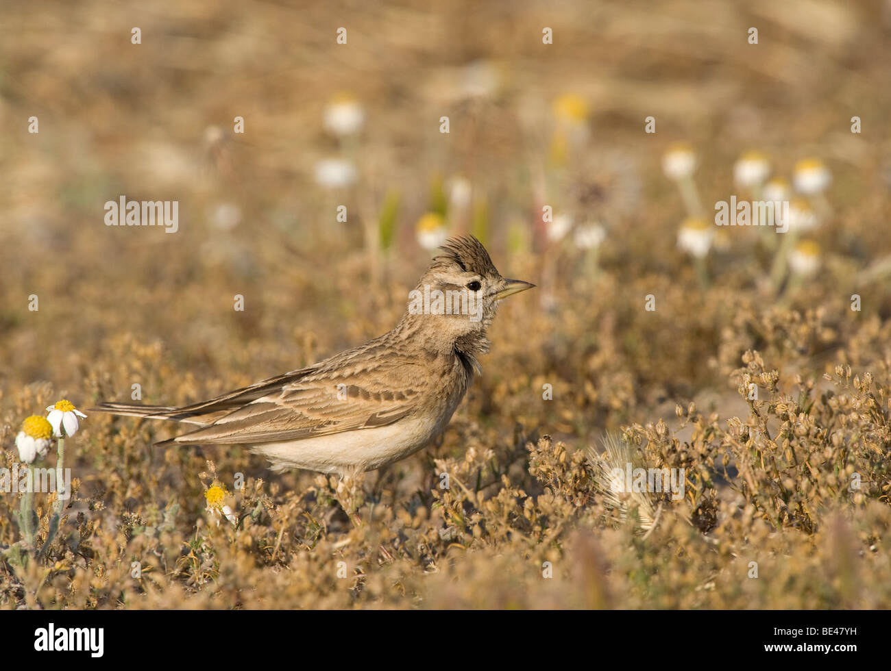 Crested lark (Galerida cristata) Stock Photo