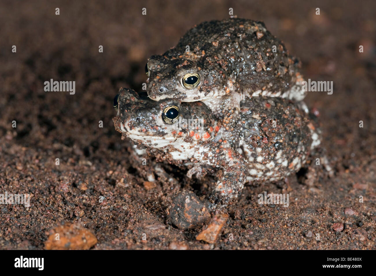 Raucous hi-res stock photography and images - Alamy