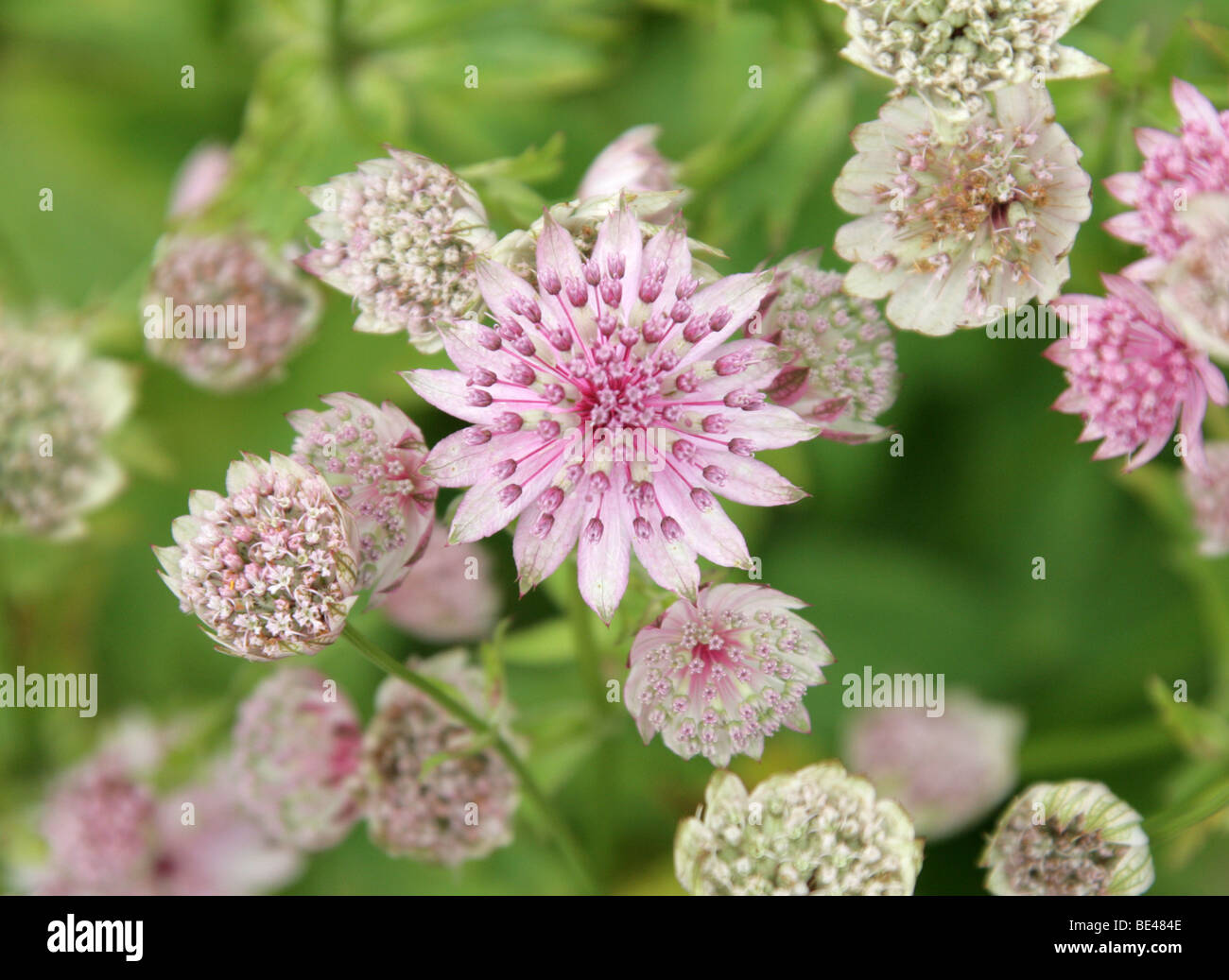 Masterwort, Astrantia major 'Buckland', Apiaceae. Europe and Western Asia. Stock Photo