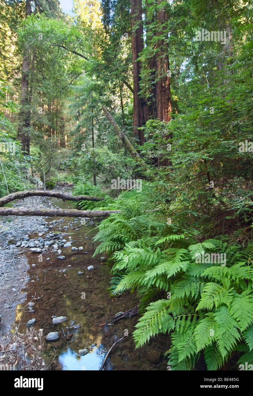 Redwood Forest of Muir Woods National Monument Stock Photo Alamy