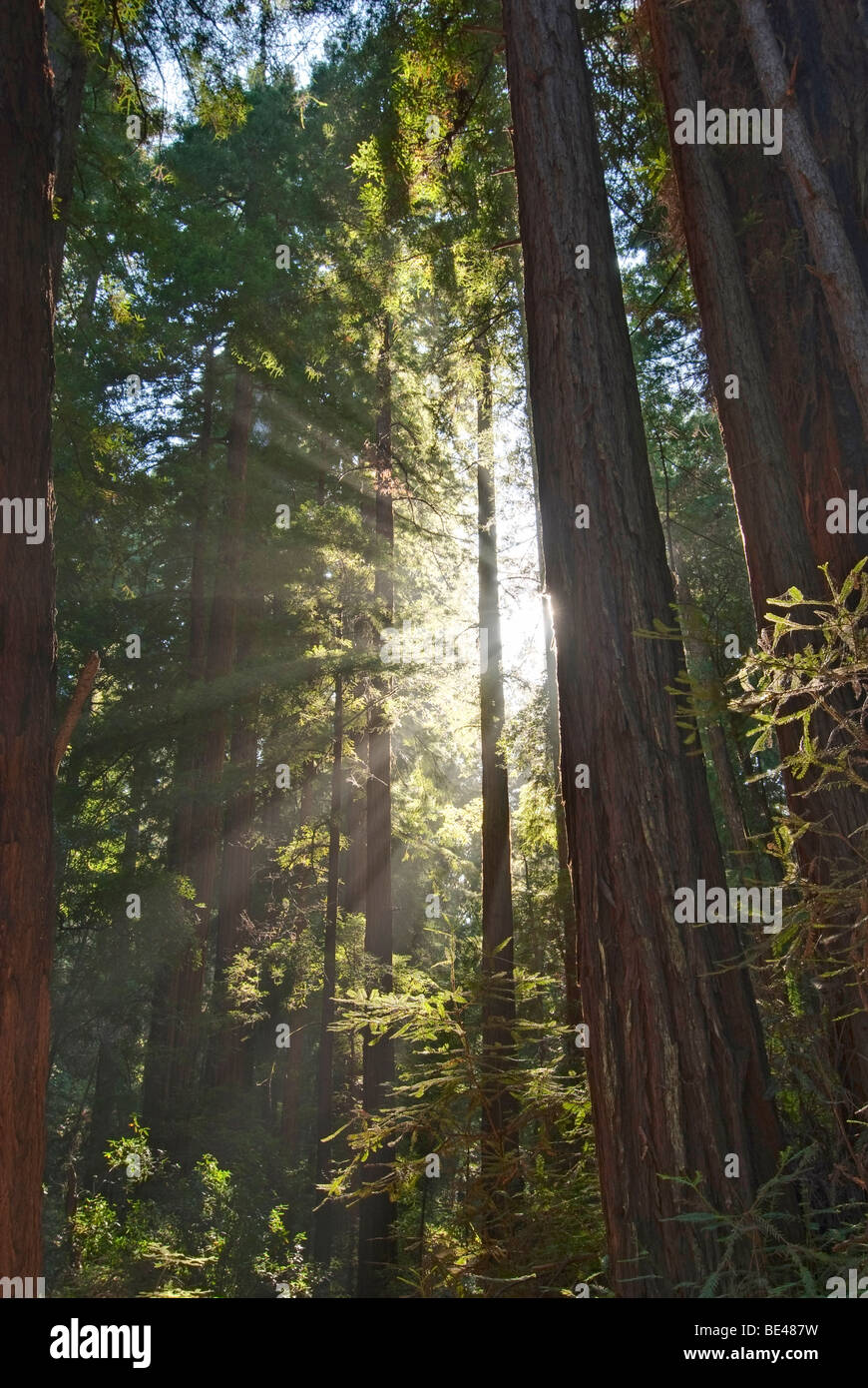 Redwood Forest of Muir Woods National Monument. Stock Photo