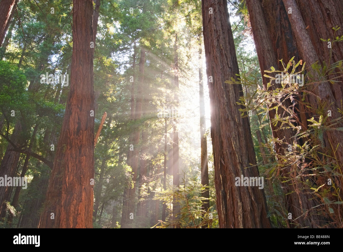 Redwood Forest of Muir Woods National Monument. Stock Photo