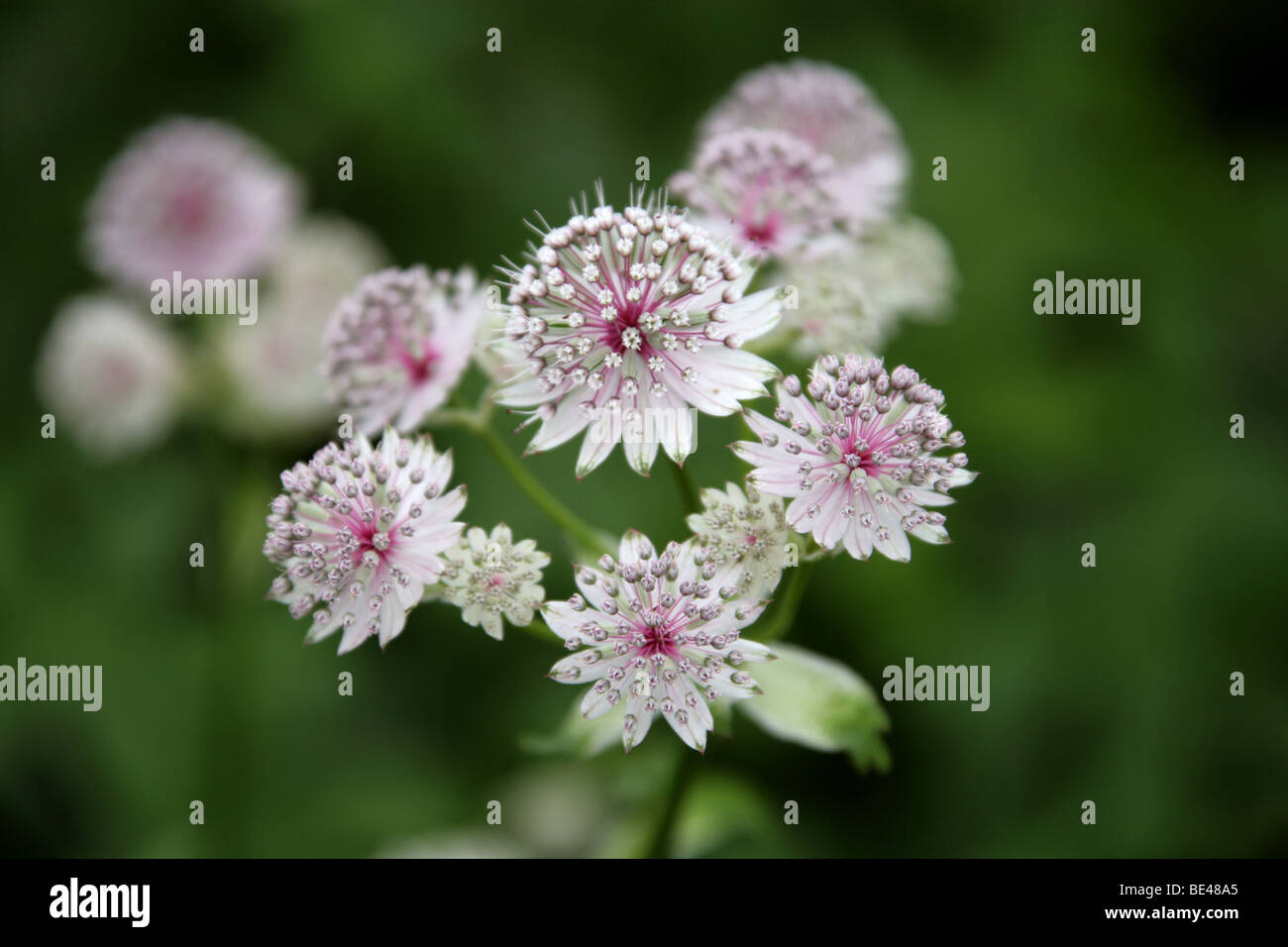 Masterwort, Astrantia major 'Buckland', Apiaceae. Europe and Western Asia. Stock Photo