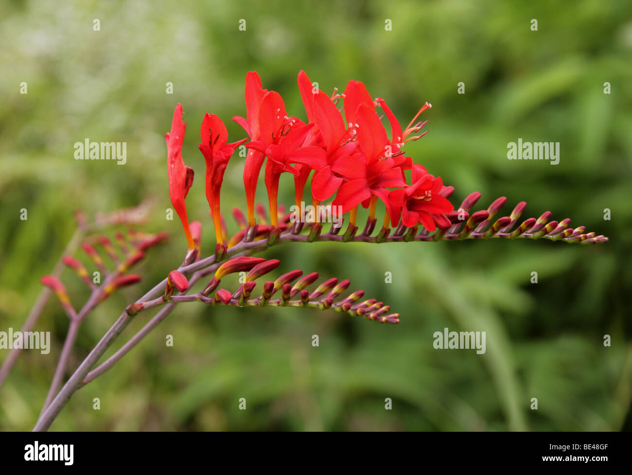 Montbretia Crocosmia, Iridaceae, antholyza curtonus, South Africa Stock Photo