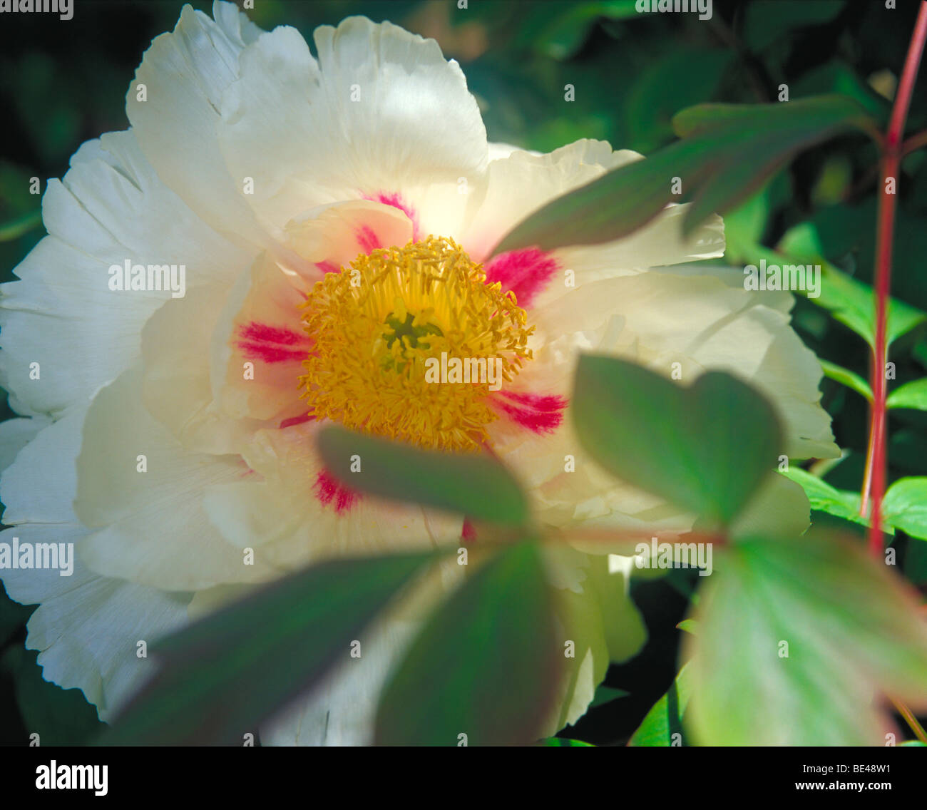 Yellow magnolia flower hi-res stock photography and images - Alamy