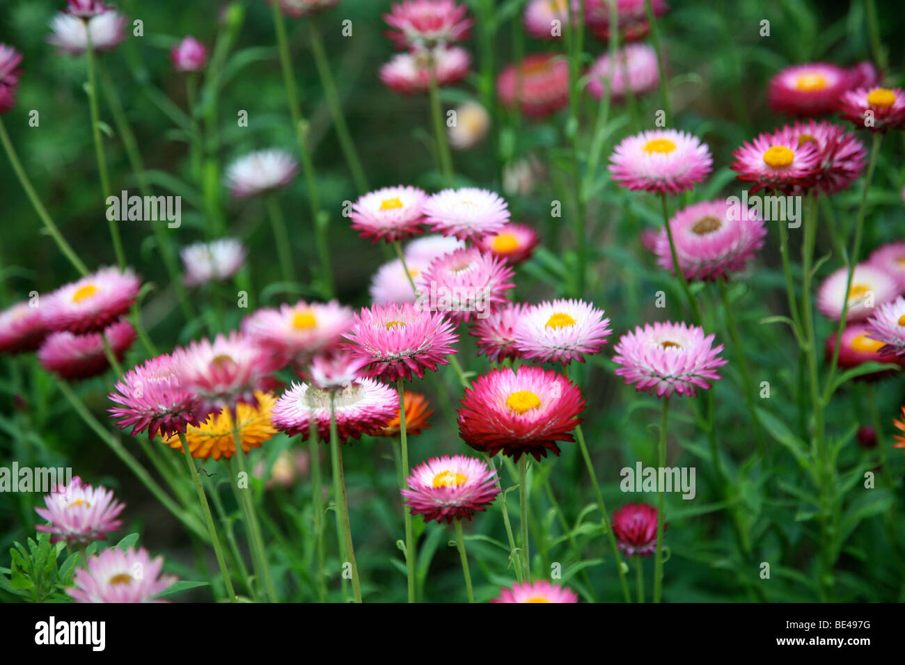 Everlasting Flowers High Resolution Stock Photography and Images Alamy