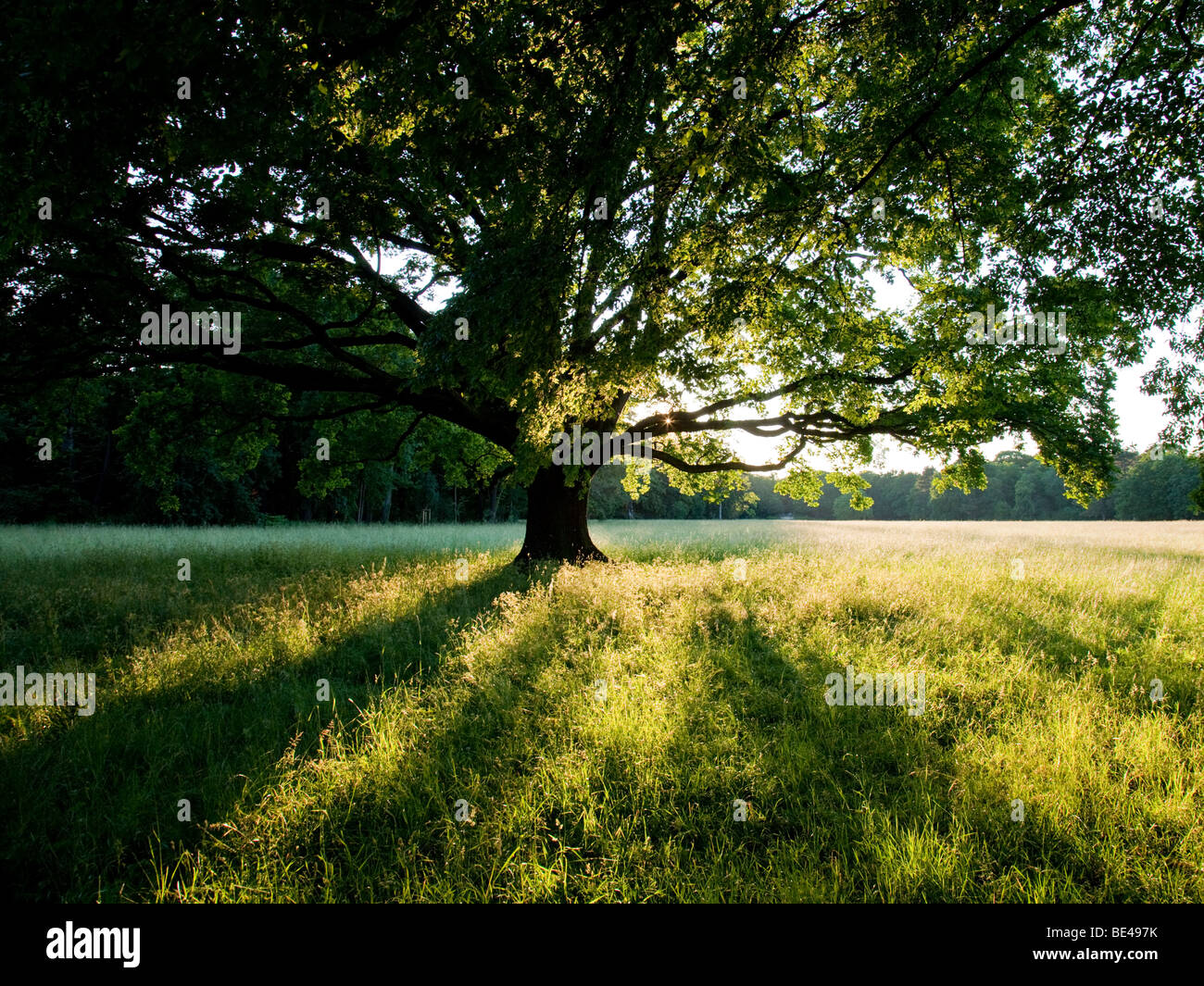 Mighty oak tree hi-res stock photography and images - Alamy