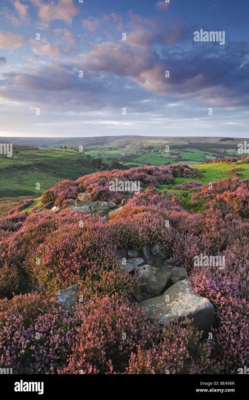 Heather above Rosedale in the North York Moors National Park in the evening, North Yorkshire, England, United Kingdom Stock Photo