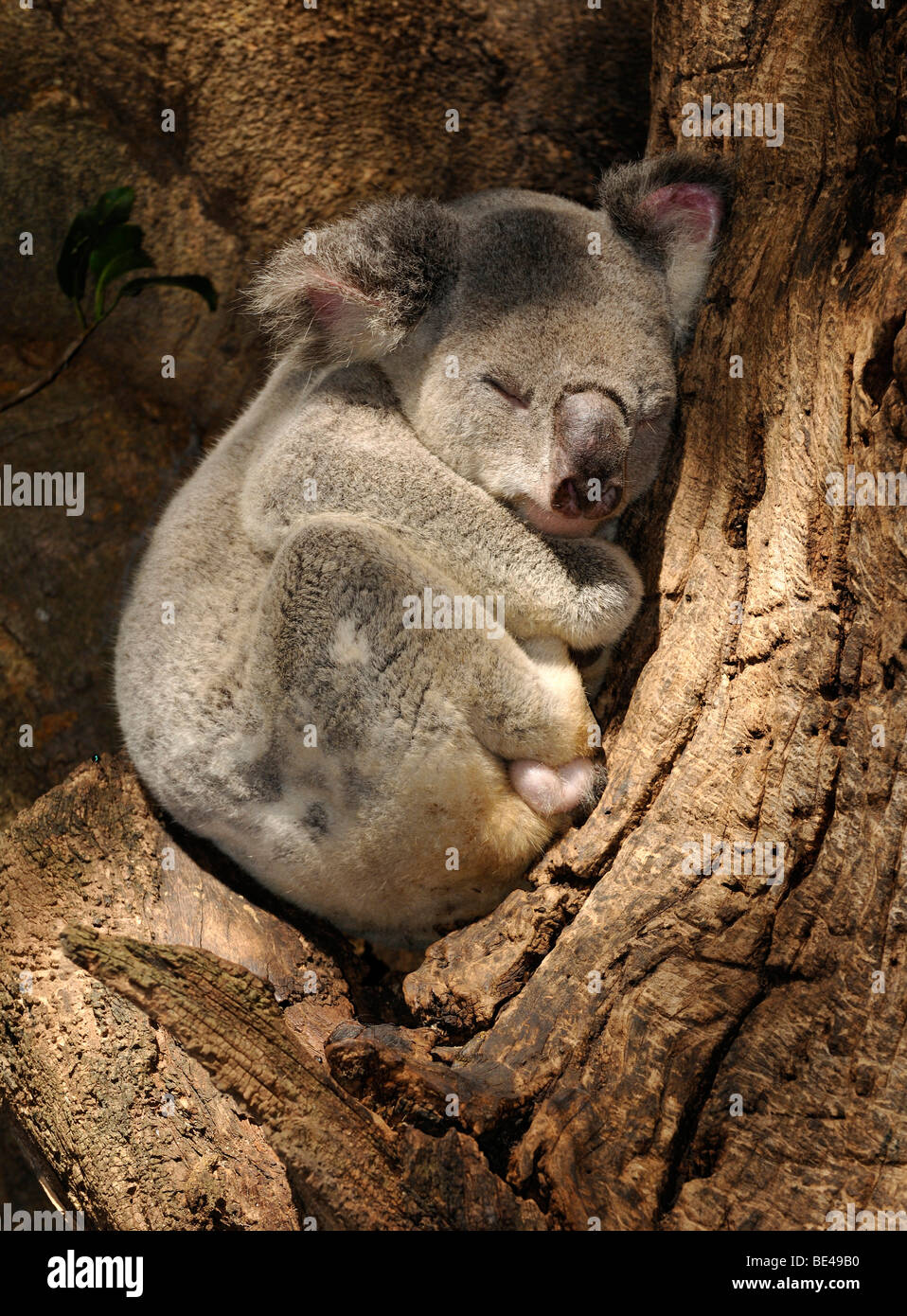 koala-phascolarctos-cinereus-in-eucalypt-tree-eucalyptus