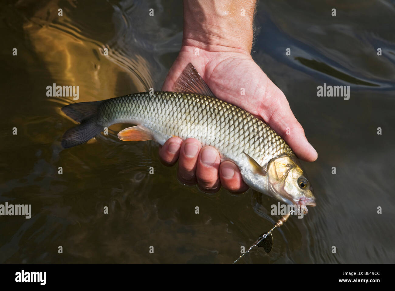 Chub fishing hi-res stock photography and images - Alamy