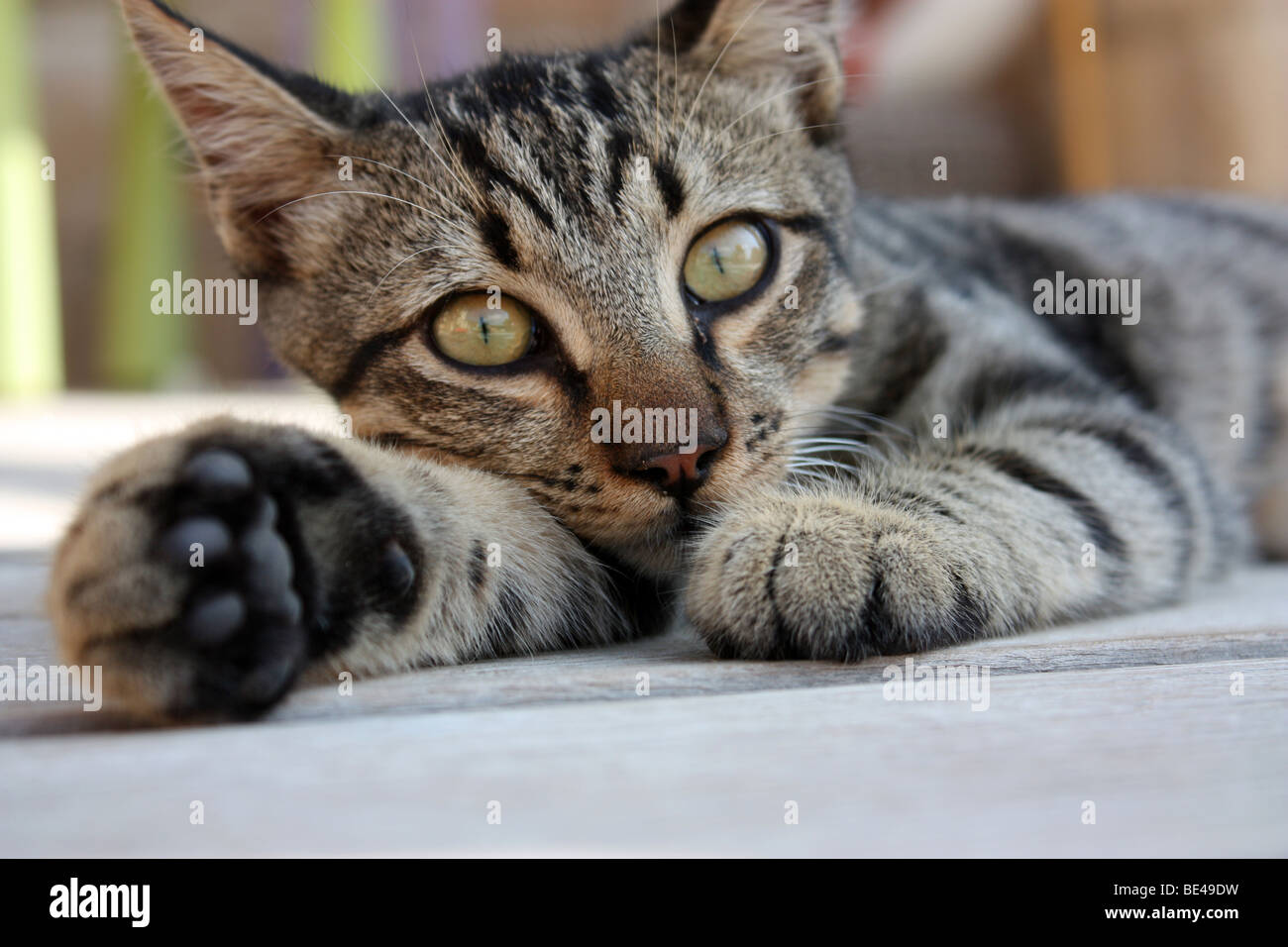 A cat laying in the hot Cyprus sun Stock Photo