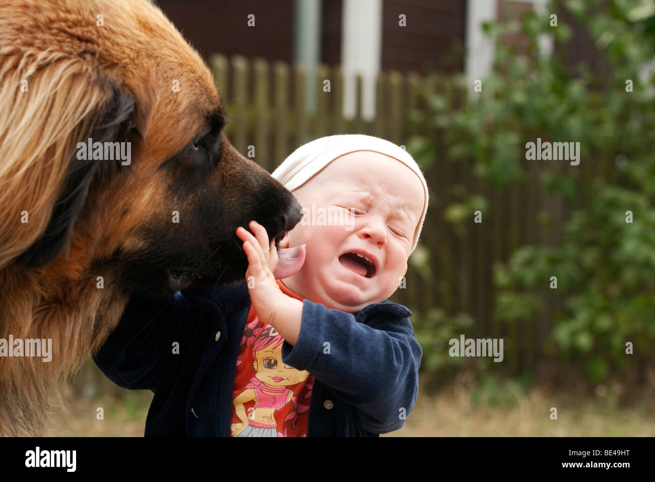 Leonberger licking the face of an infant, 1 Stock Photo Alamy