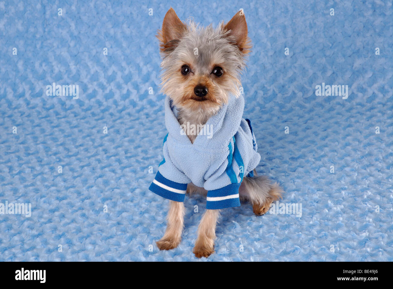 Do Yorkies Need Clothes