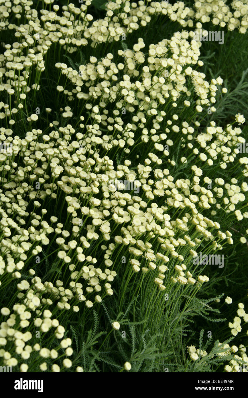 Santolina, Santolina pinnata ssp. neapolitana 'Edward Bowles', Asteraceae, Mediterranean Europe Stock Photo