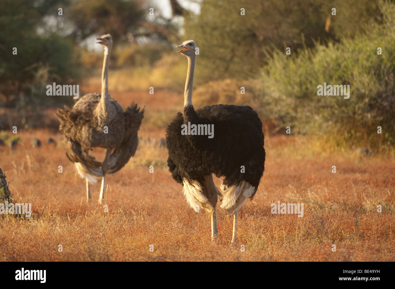 Common ostrich, Struthio camelus, Tuli Block, Botswana Stock Photo