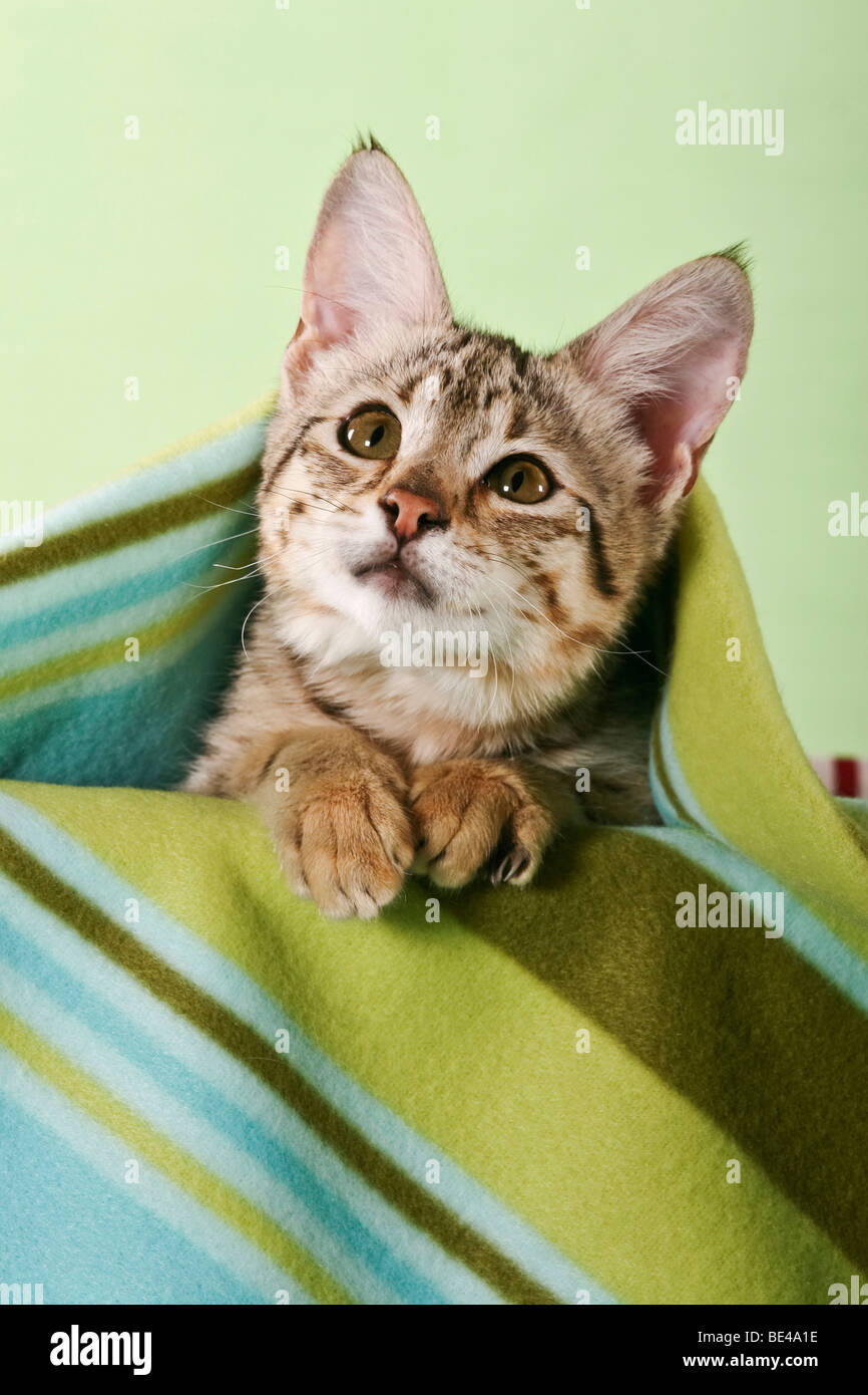 Young Savannah cat snuggled in blanket Stock Photo