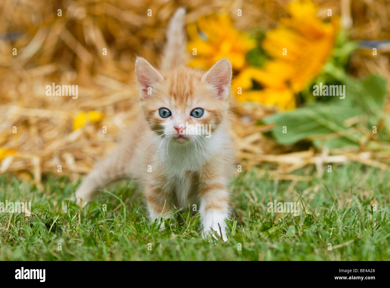 Domestic cat, kitten running over a meadow Stock Photo