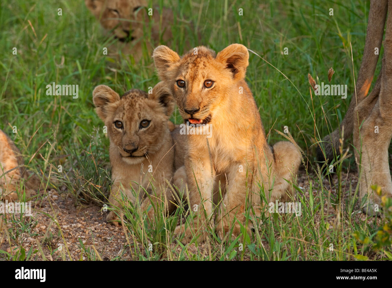 Lion cubs (Panthero leo), Kruger National Park, South Africa Stock Photo