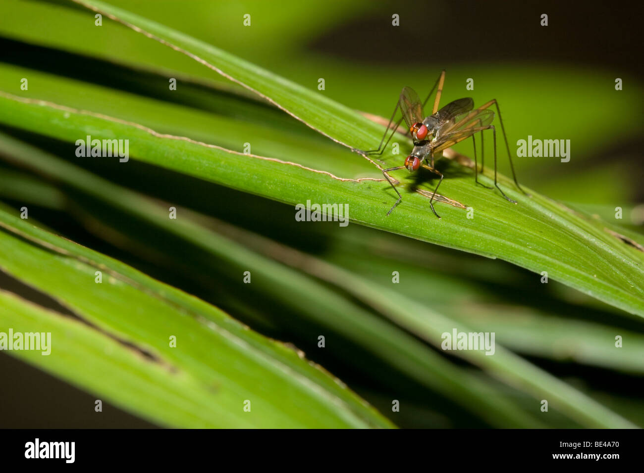 Mating pair of stiltlegged flies, order Diptera, mating. Photographed