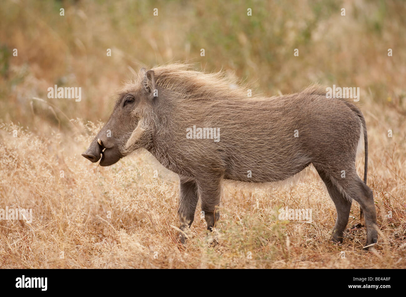 Warthog (Phacochoerus africanus), Tuli Block, Botswana Stock Photo