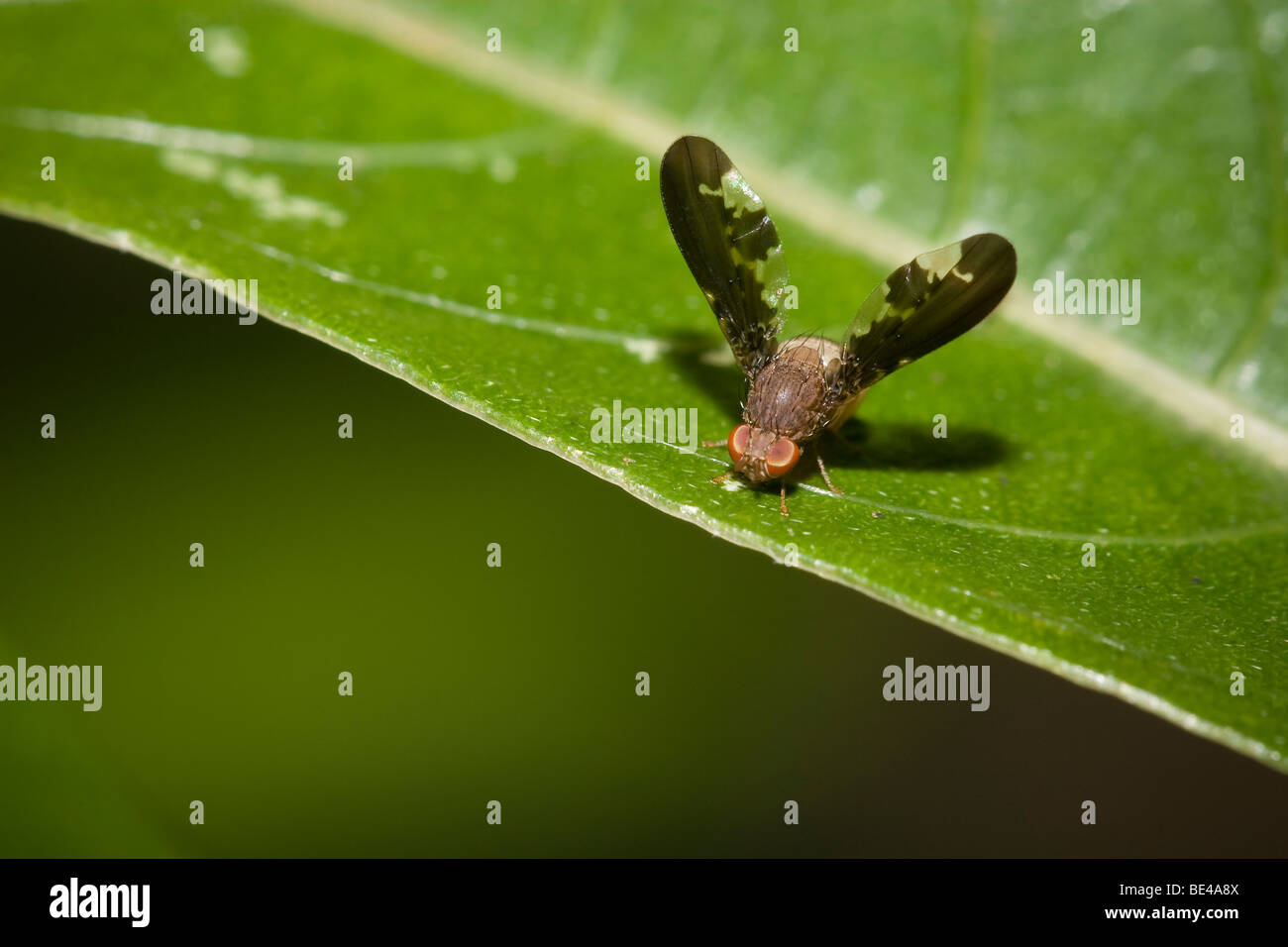 Fruit fly, family Tephritidae, order Diptera. Photographed in Costa