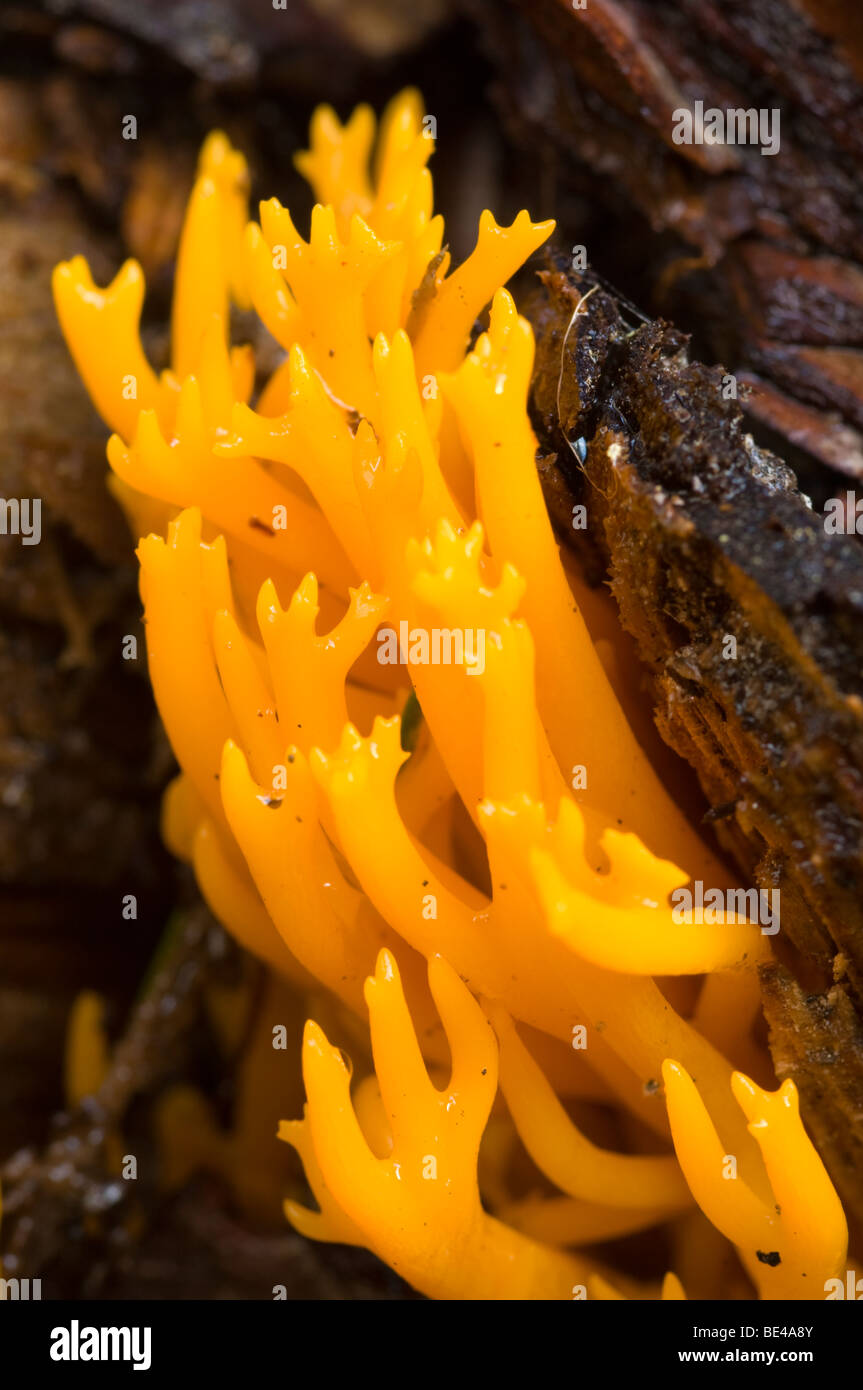 Yellow Antler, or Stagshorn, fungus, Calocera viscosa, growing from a log on woodland floor. Stock Photo
