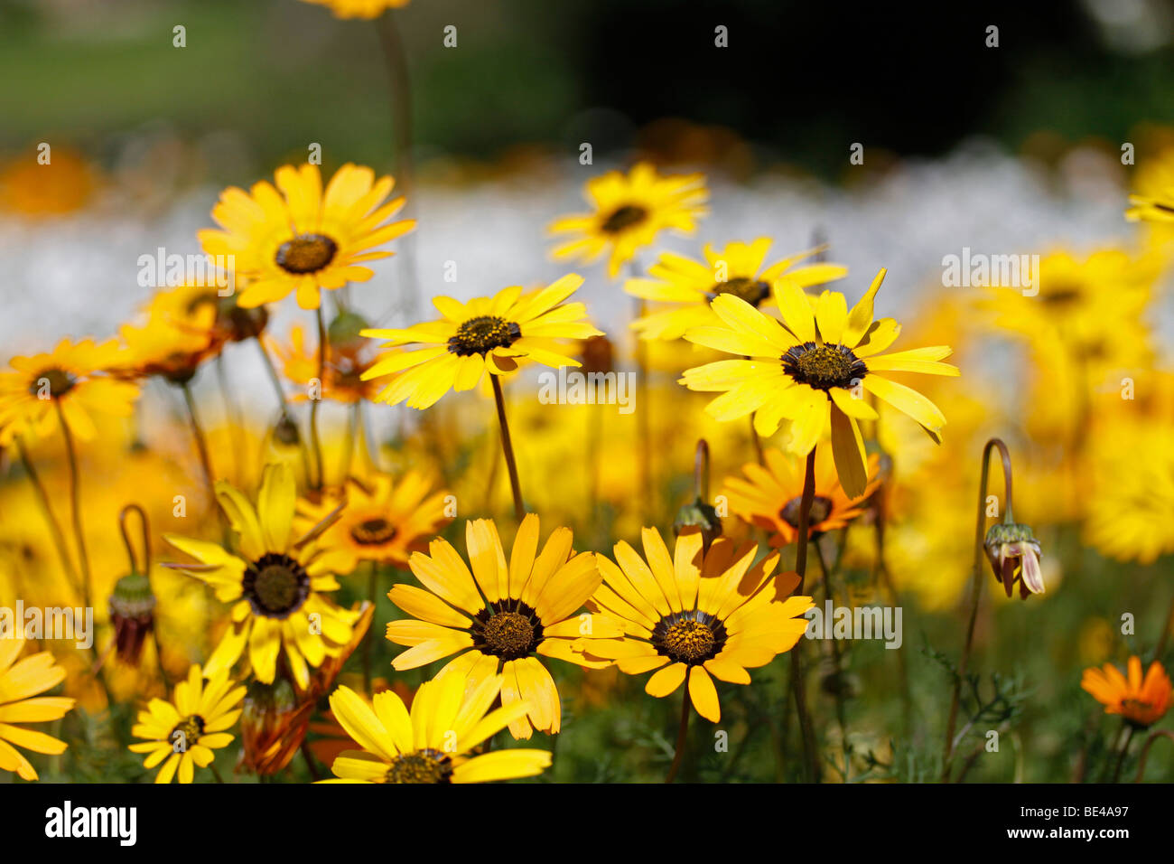 Yellow Parachute daisies (Ursinia cakilefolia). Stock Photo