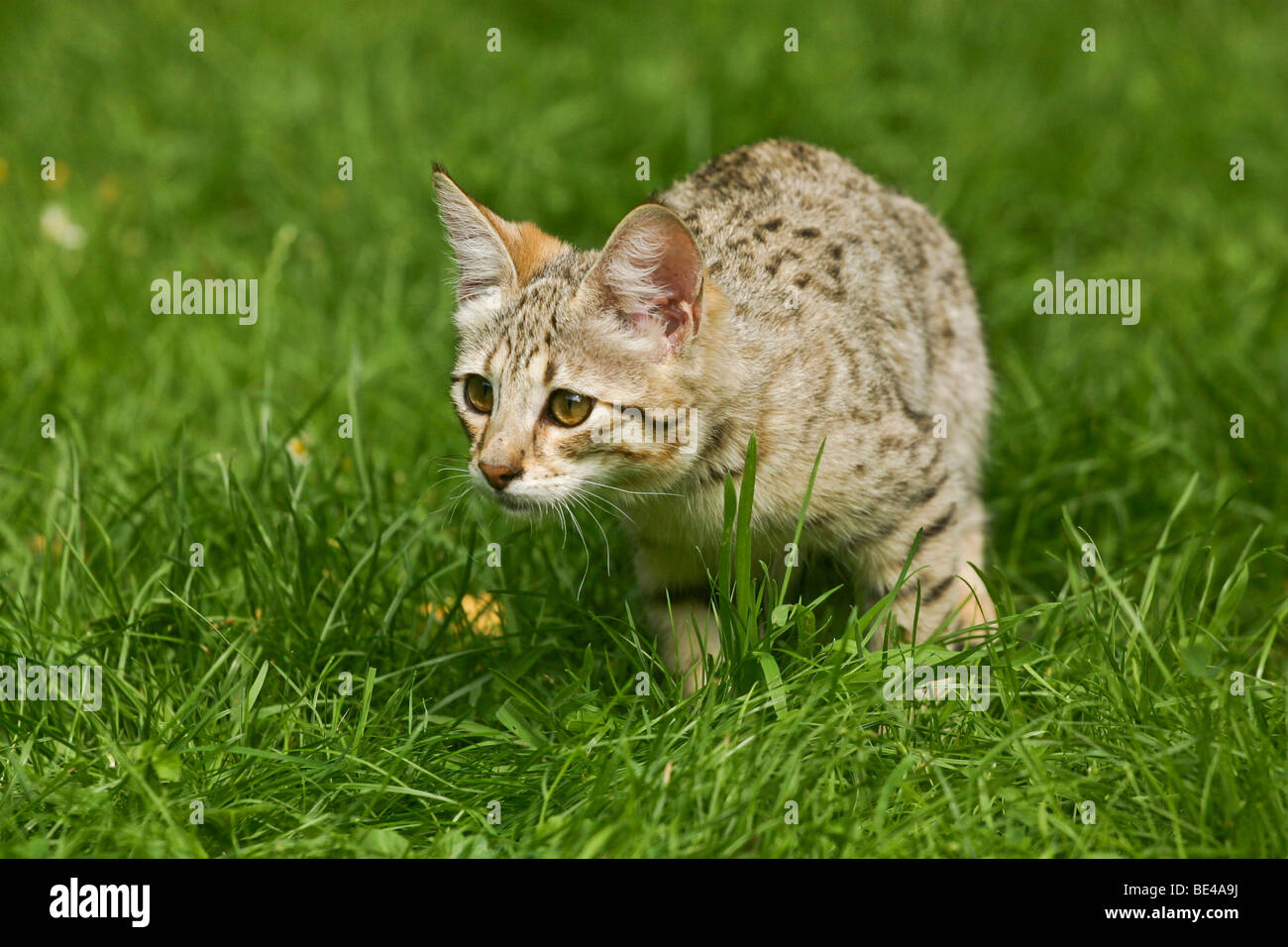 Savannah cat creeping through the grass Stock Photo
