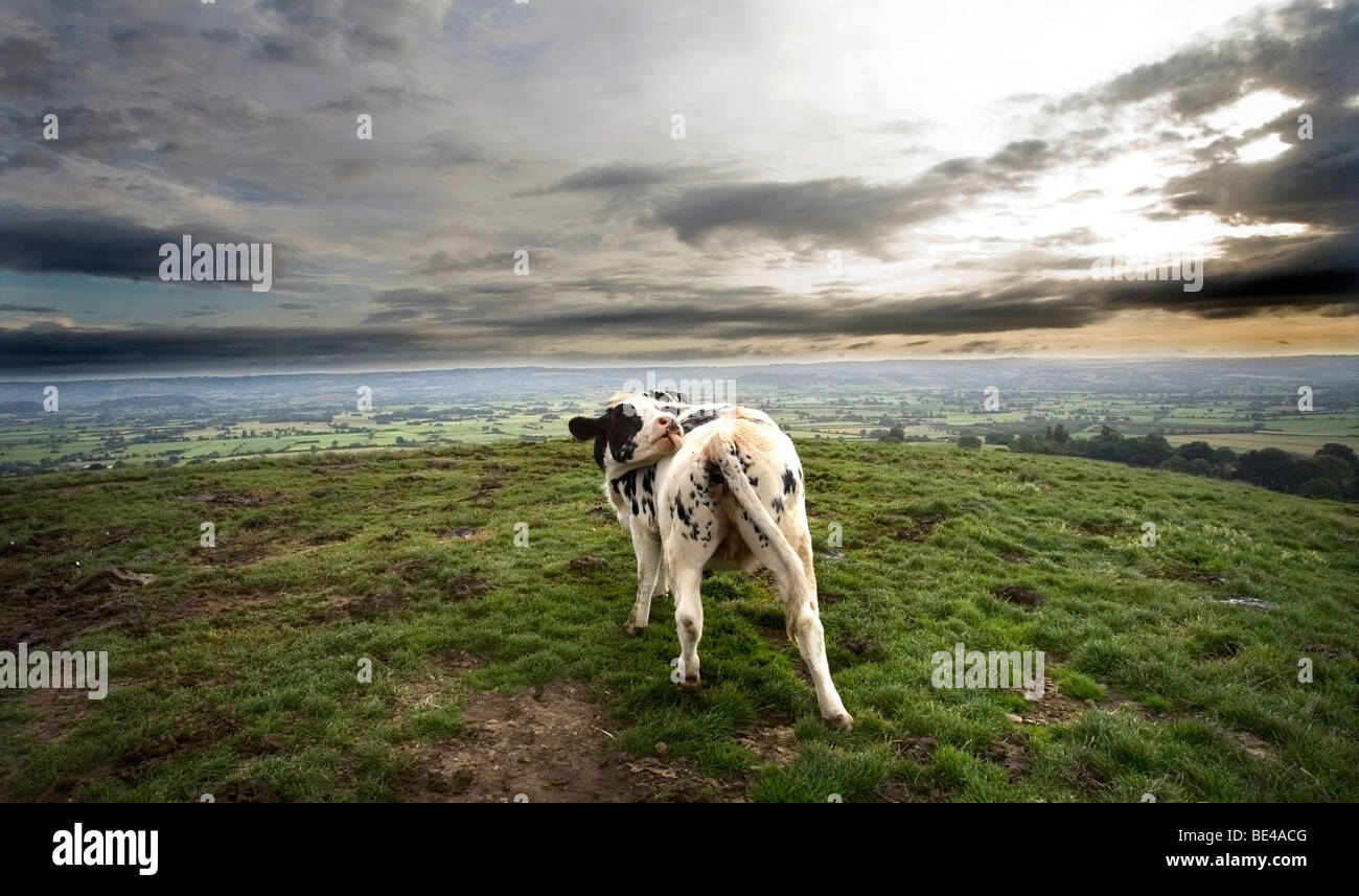 A cow licks itself on the hill side of the Glastonbury Tor during sunrise Stock Photo