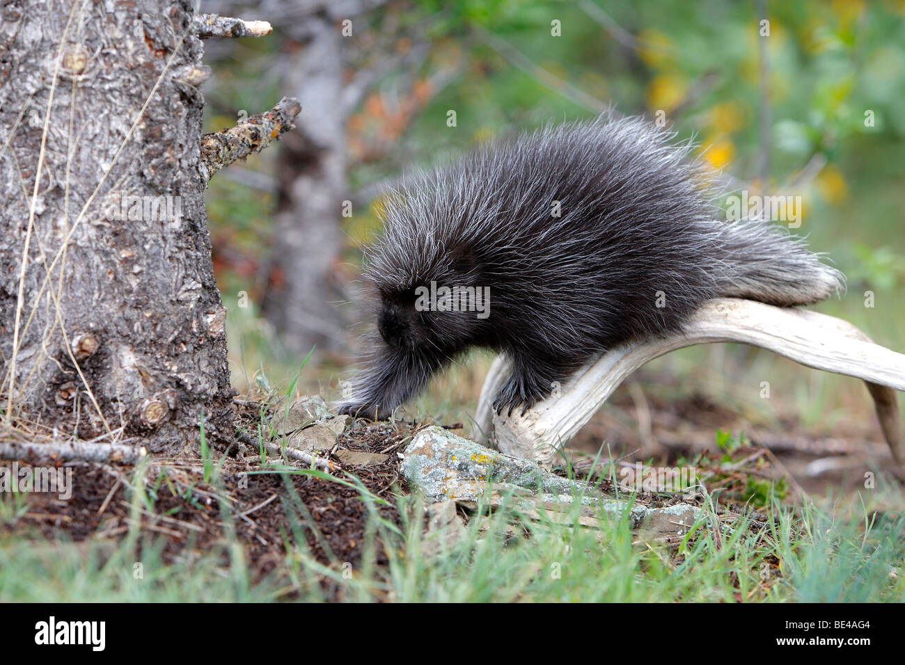 New World Porcupine, North American Porcupine (Erethizon dorsatum). Youngster walking on the ground. Stock Photo