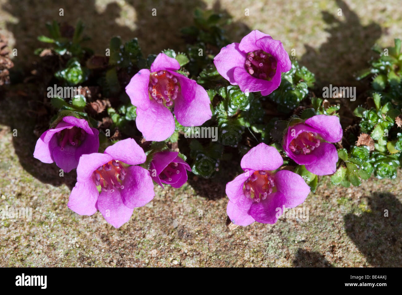 Purple Saxifrage (Saxifraga oppositifolia) Stock Photo