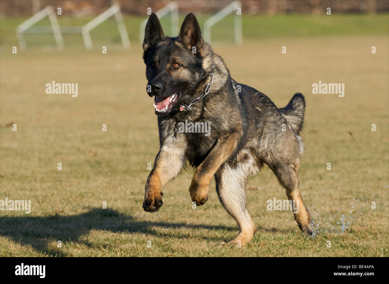 Are German Shepherds Fast Runners