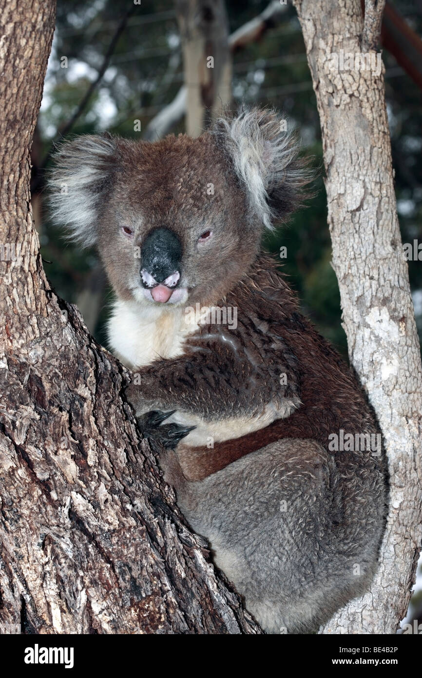 Koala tongue hi-res stock photography and images - Alamy